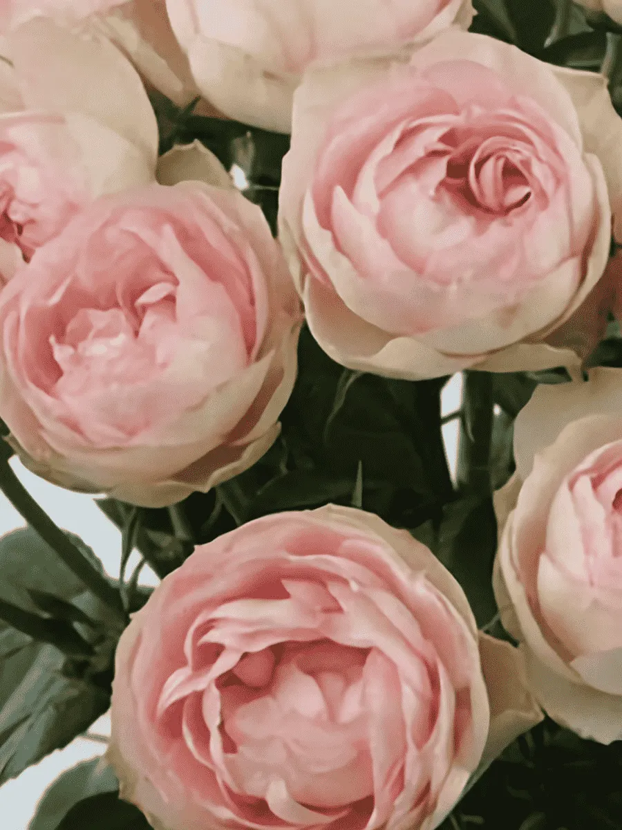 Роза кустовая Rokoko