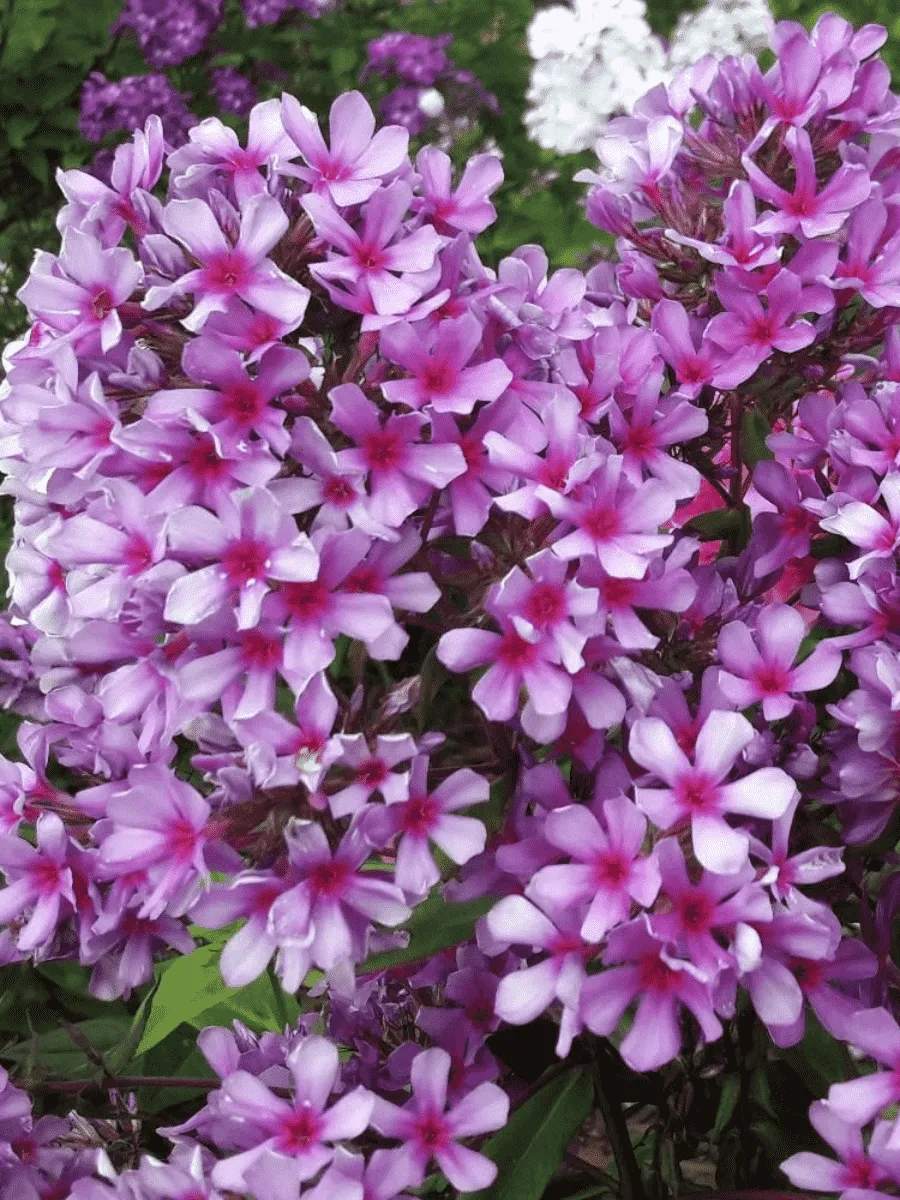 Флокс метельчатый Морской петух