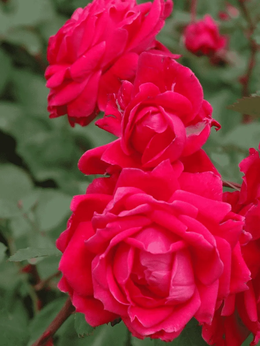 Роза канадская парковая Alexander Mackenzie