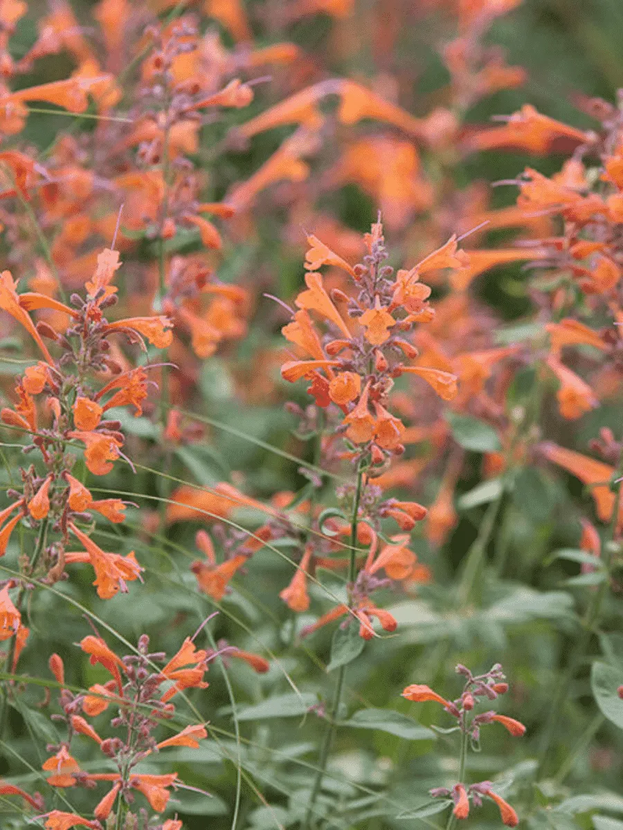 Агастахис оранжевый Tango