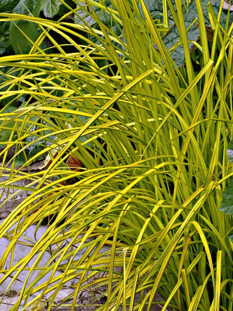 Осока пальмолистная Aurea