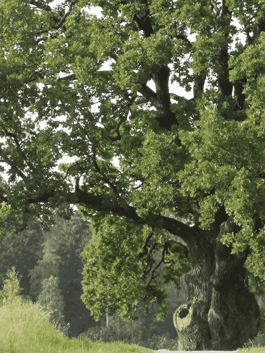 Дуб черешчатый