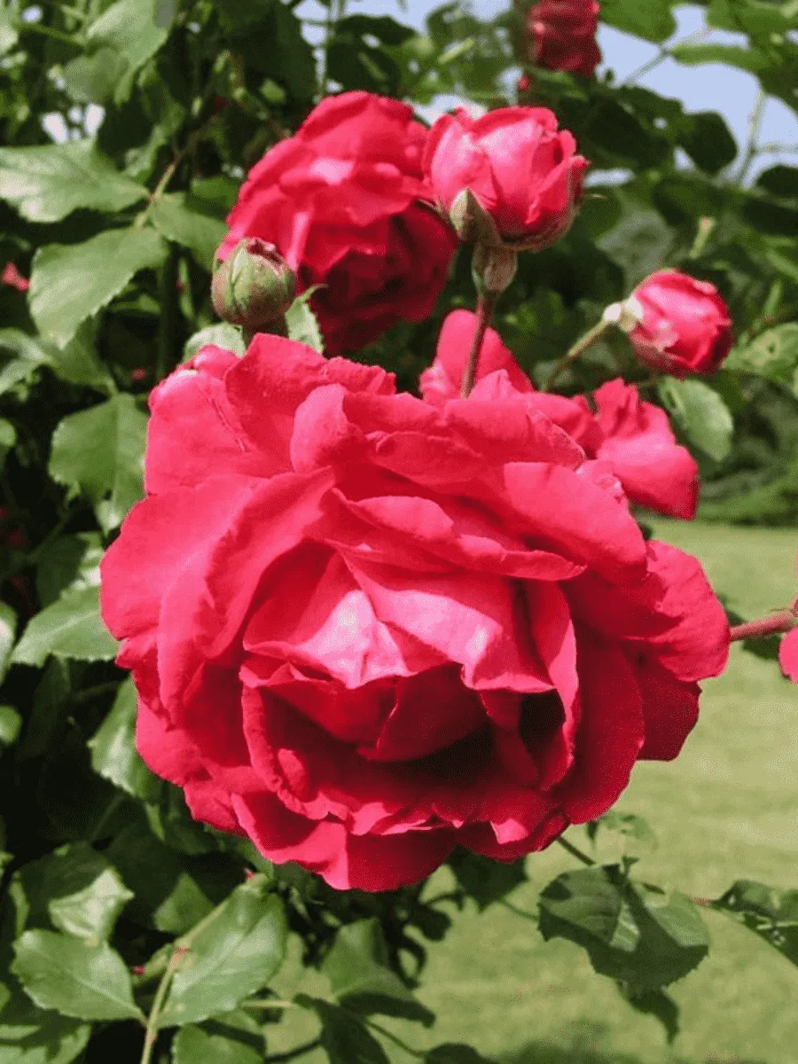 Роза Плетистая Paul's Scarlet