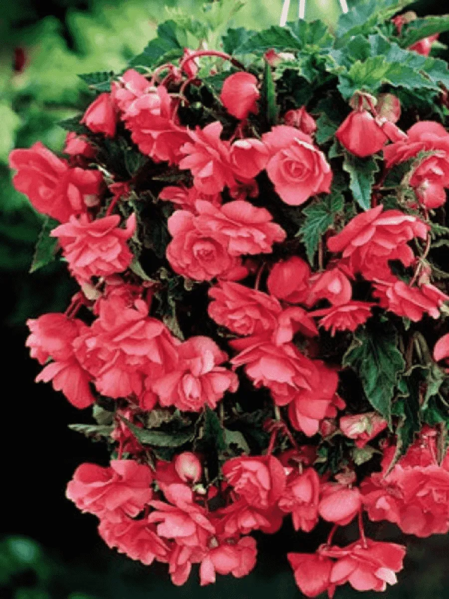 Бегония Pendula Pink