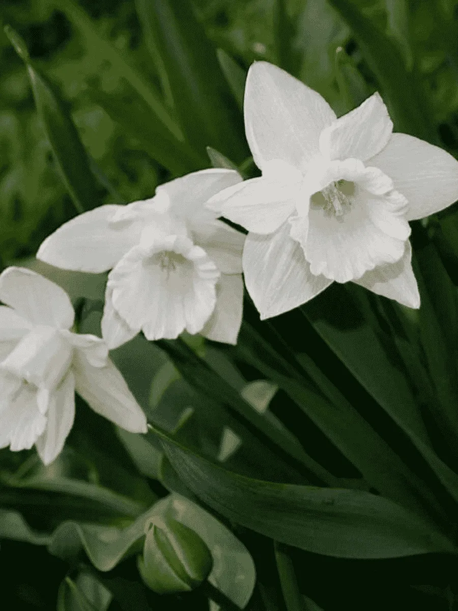 Нарцисс Mount Hood