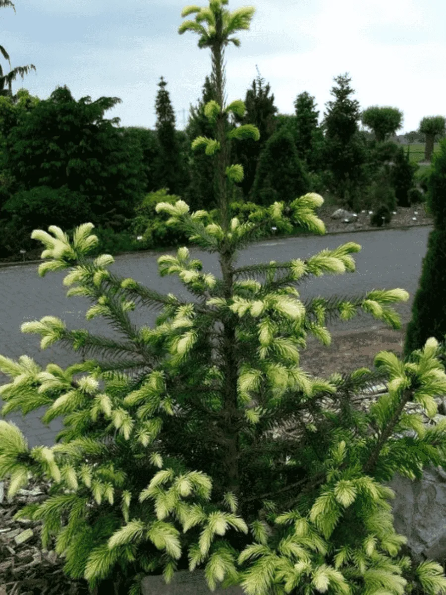 Ель сербская White tops