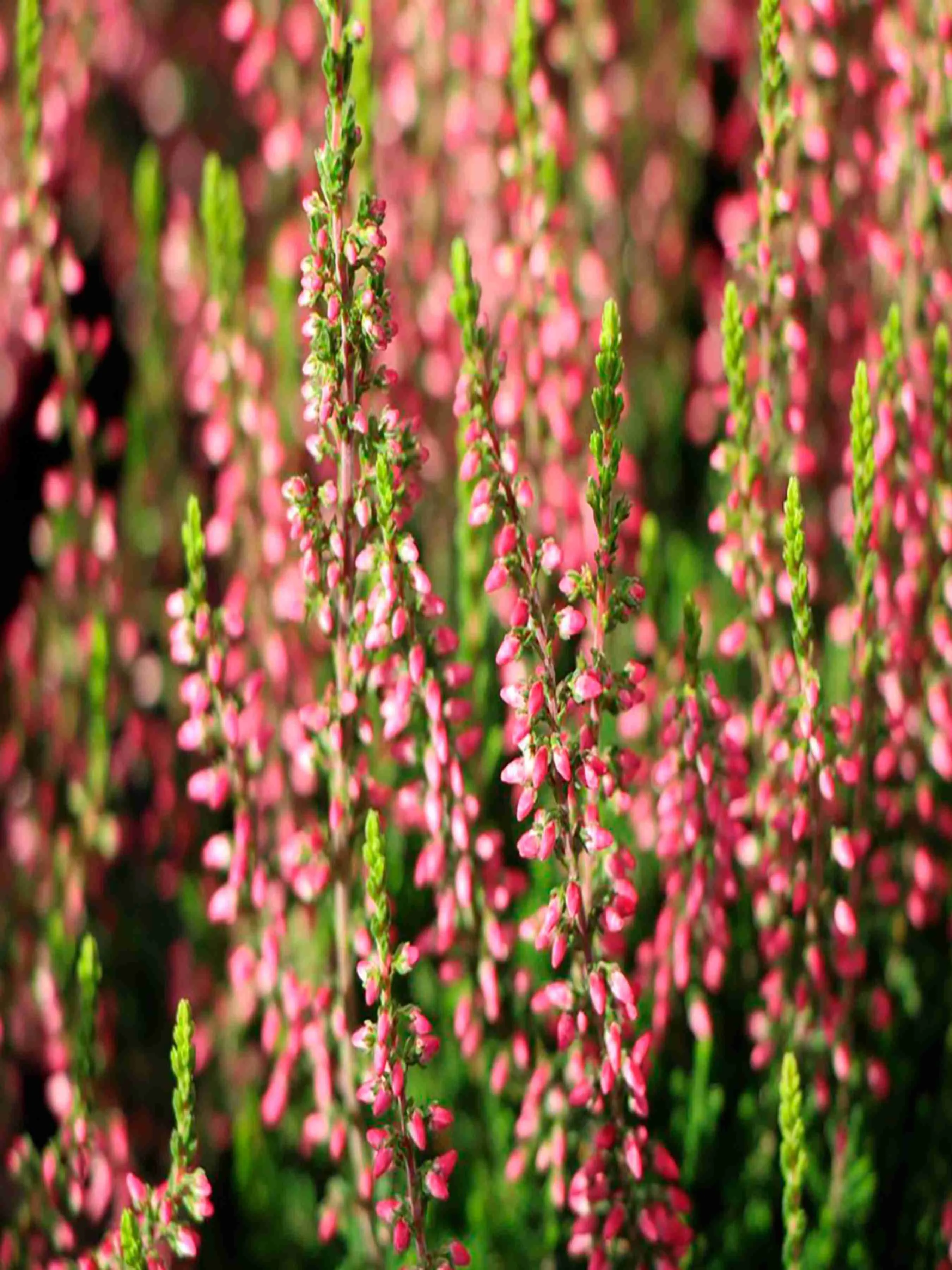 Вереск обыкновенный Katja