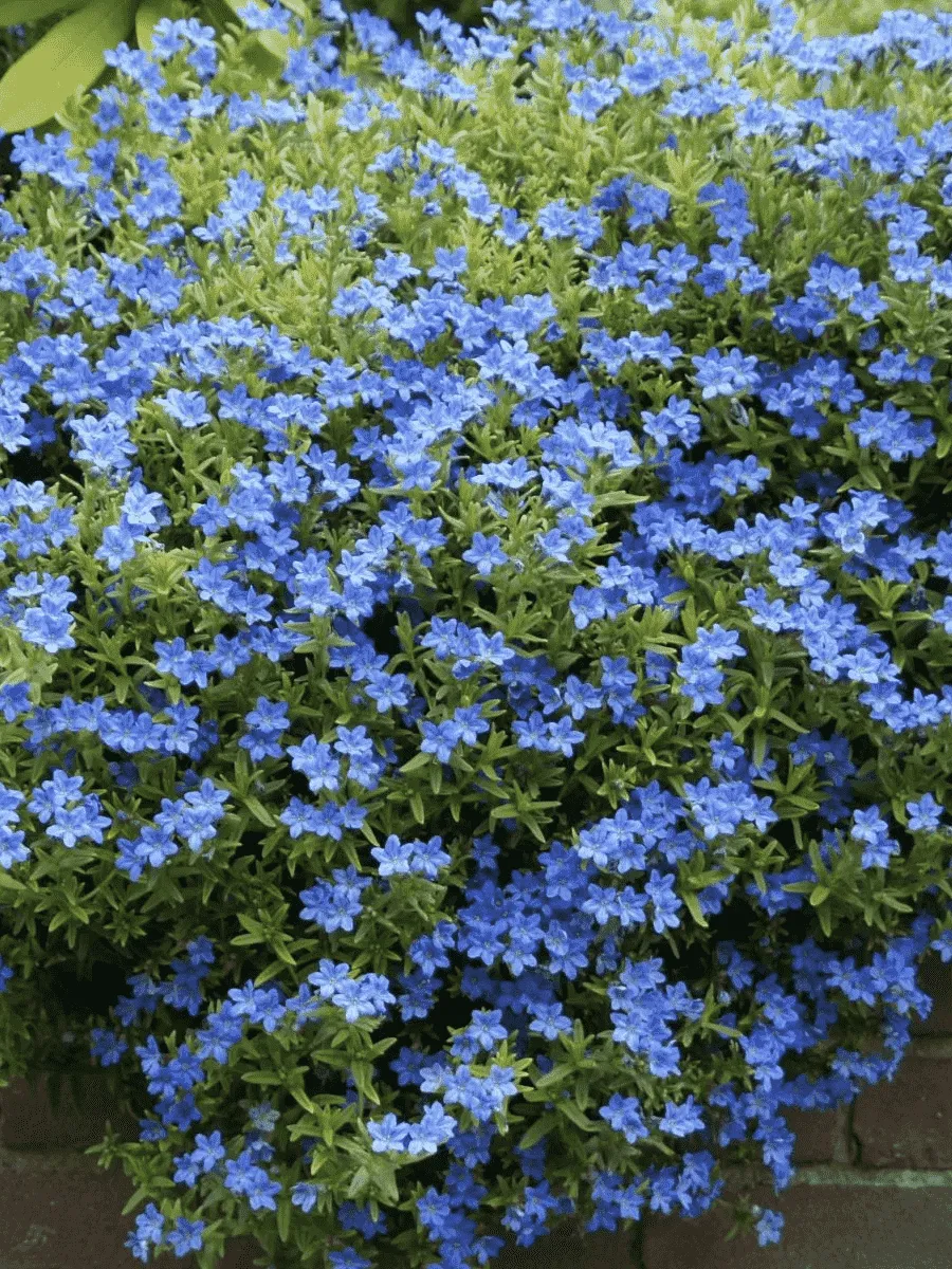 Литодора раскидистая Heavenly blue