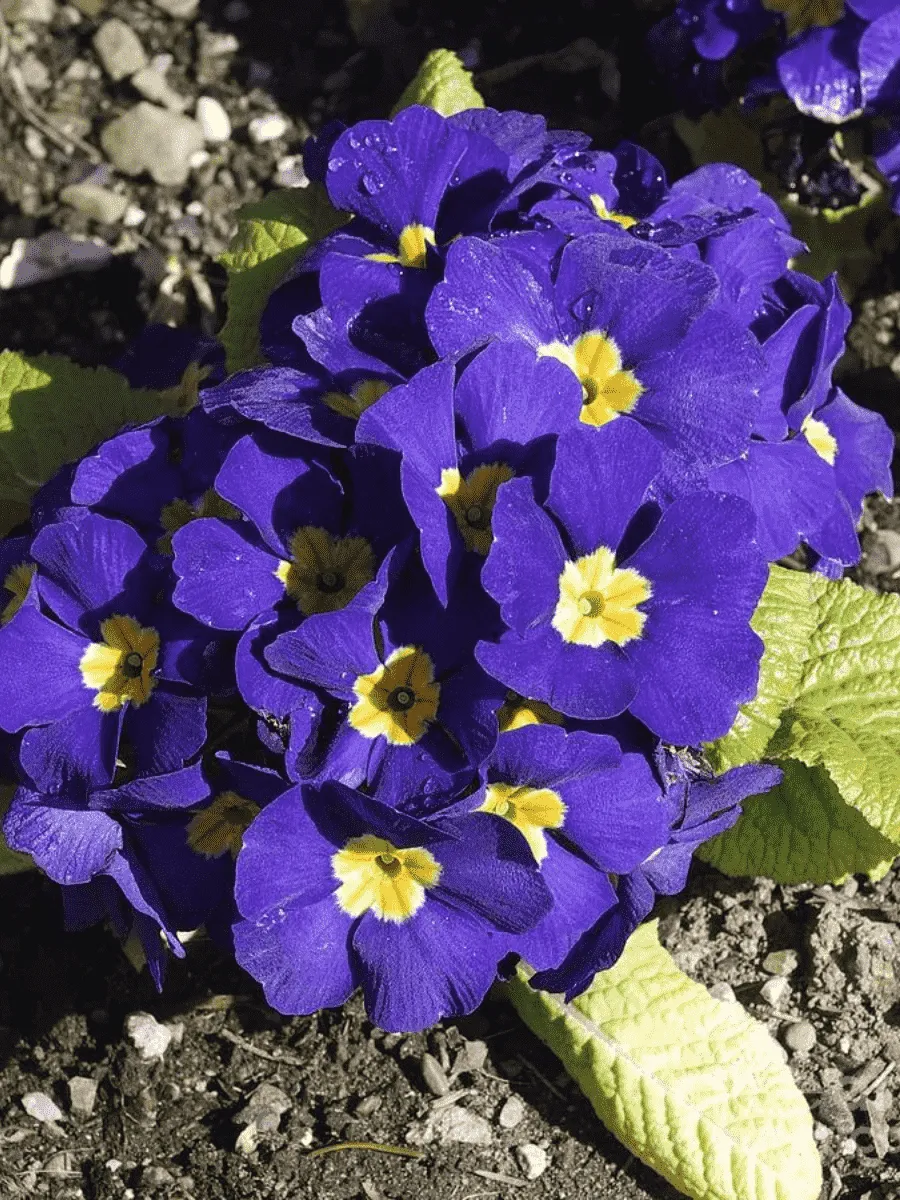 Примула Юлии Wanda Blue Shades