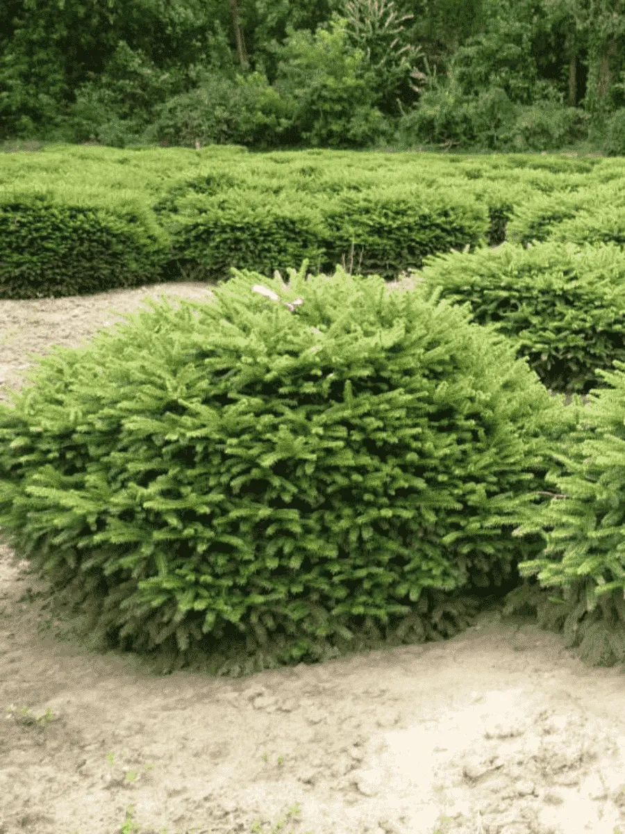 Ель обыкновенная Nidiformis