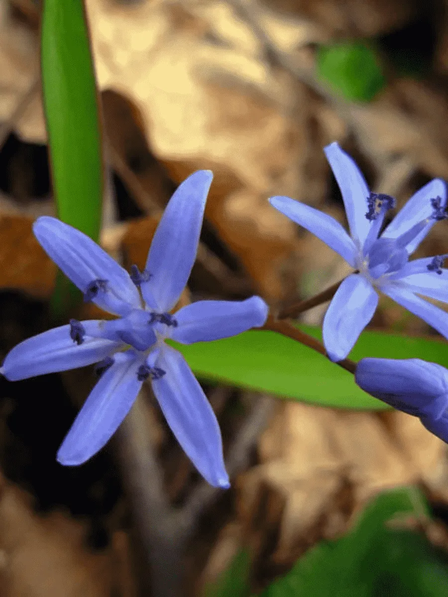 Сцилла двулистная