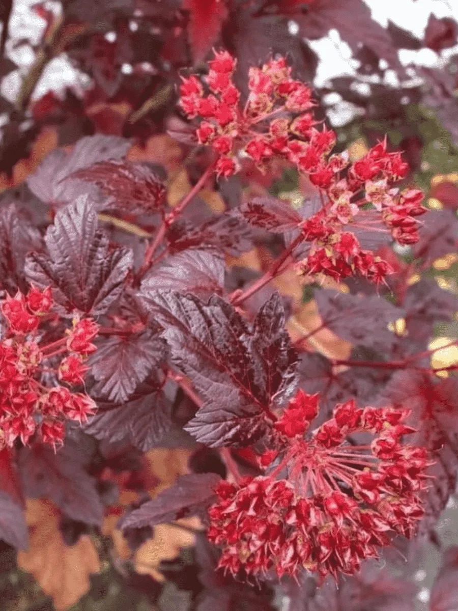 Пузыреплодник калинолистный Schuch