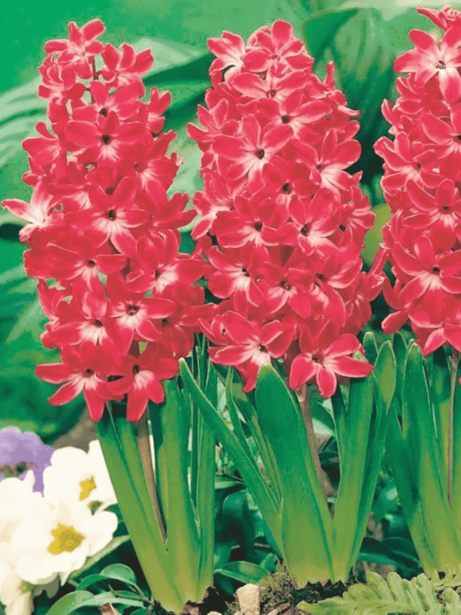 Гиацинт Red Magic