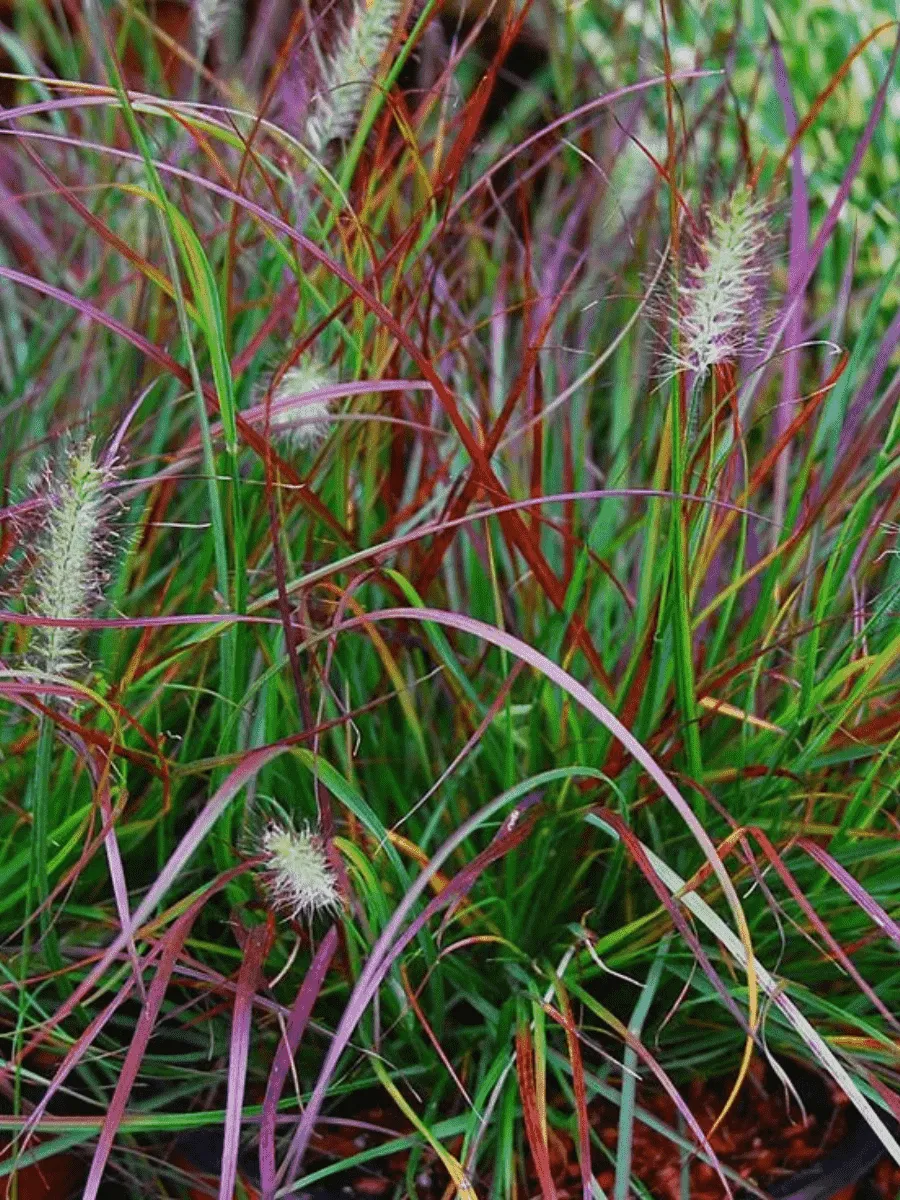 Пеннисетум лисохвостый Burgundy bunny