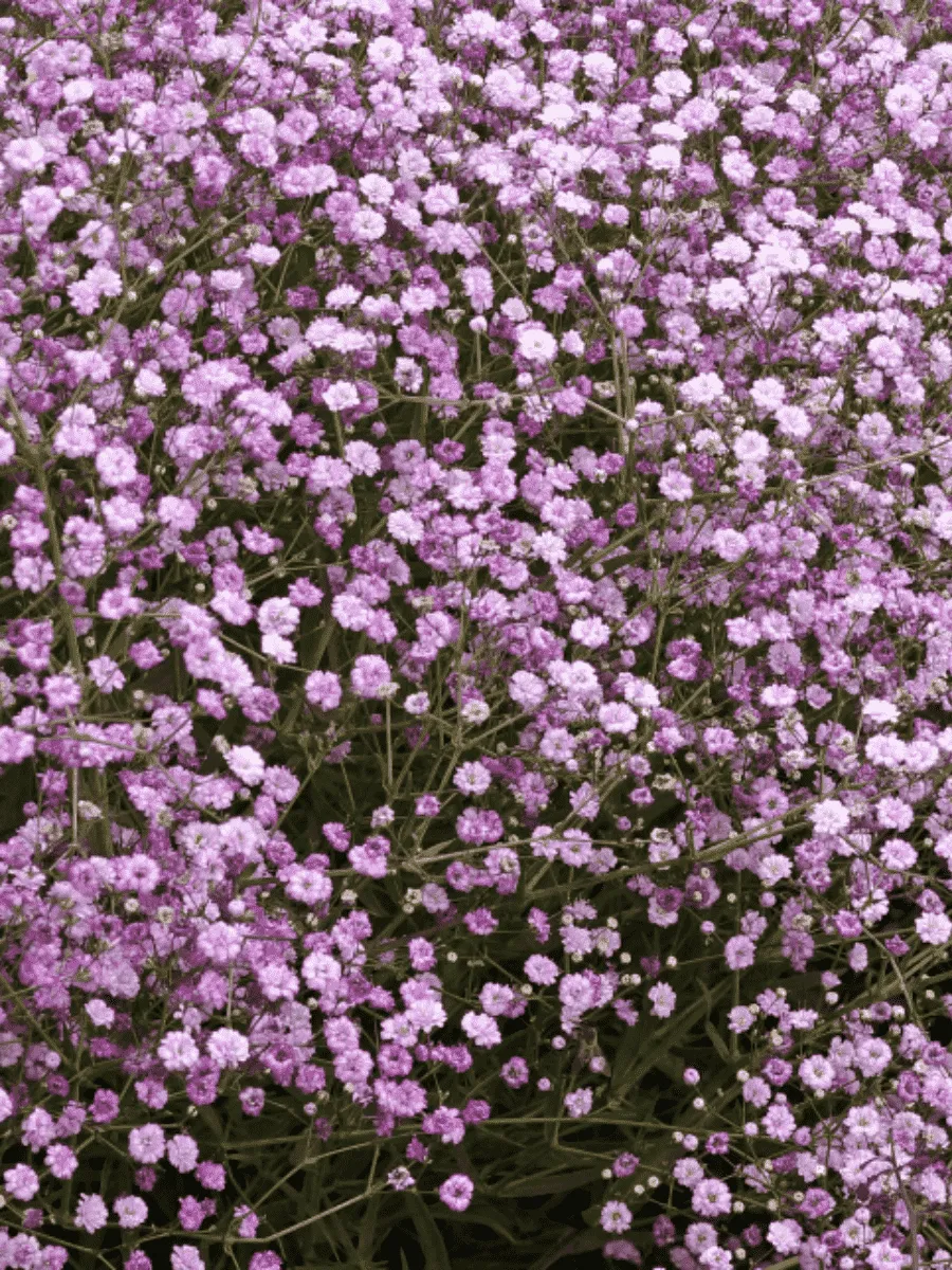 Гипсофила метельчатая Pink Festival