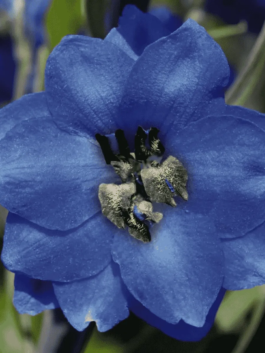 Дельфиниум  культурный Pacific Giant Blue Jay