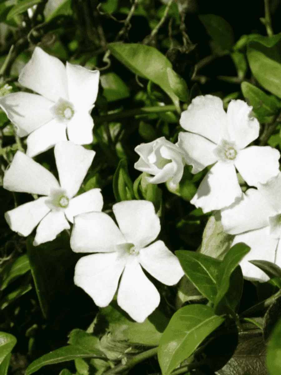 Барвинок малый Alba