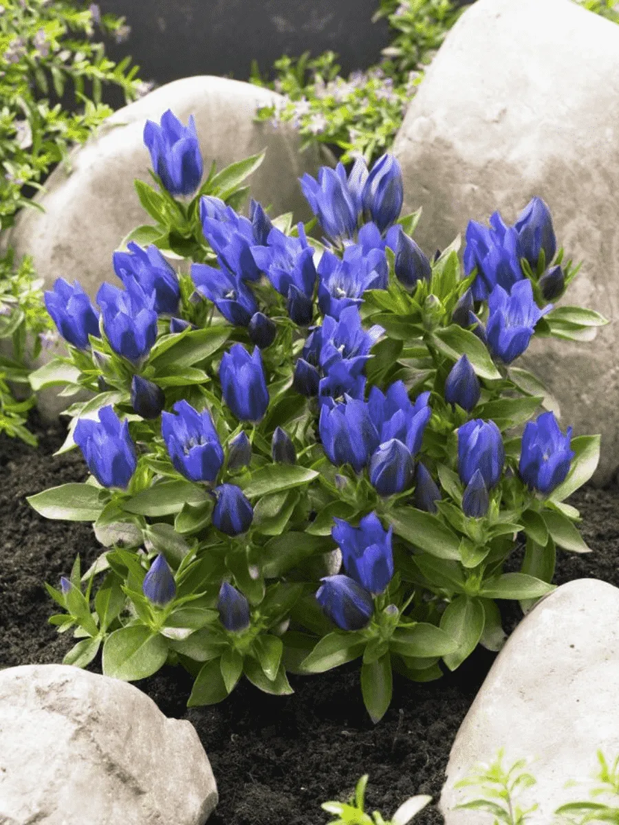 Горечавка гибридная True Blue