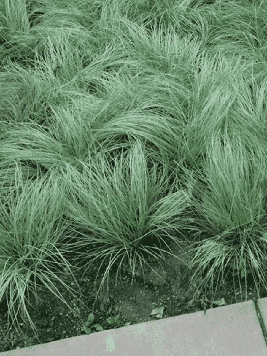 Осока власовидная Amazon Mist