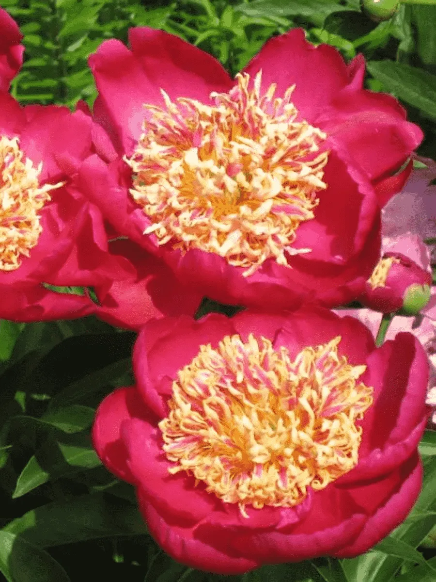 Пион Молочноцветковый Sword Dance