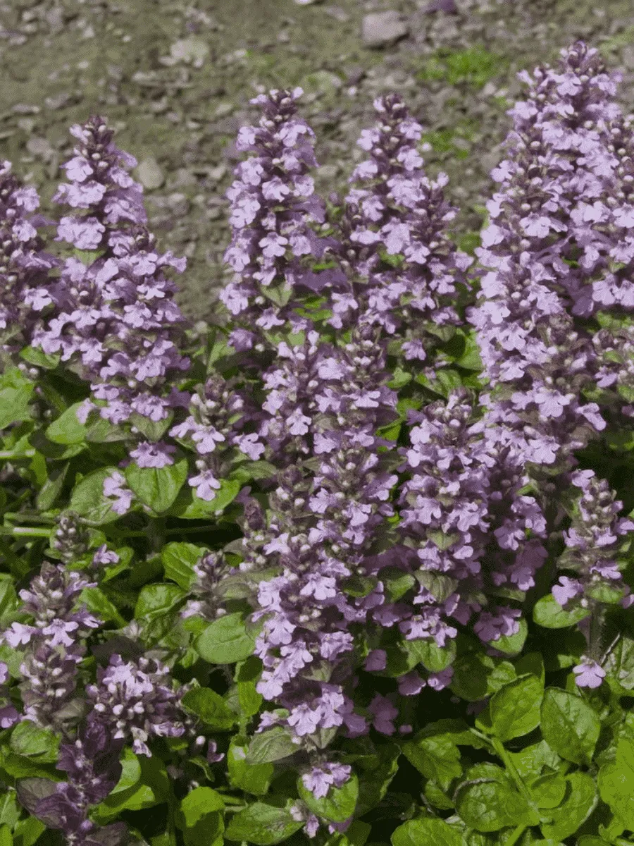 Живучка ползучая Purple Torch