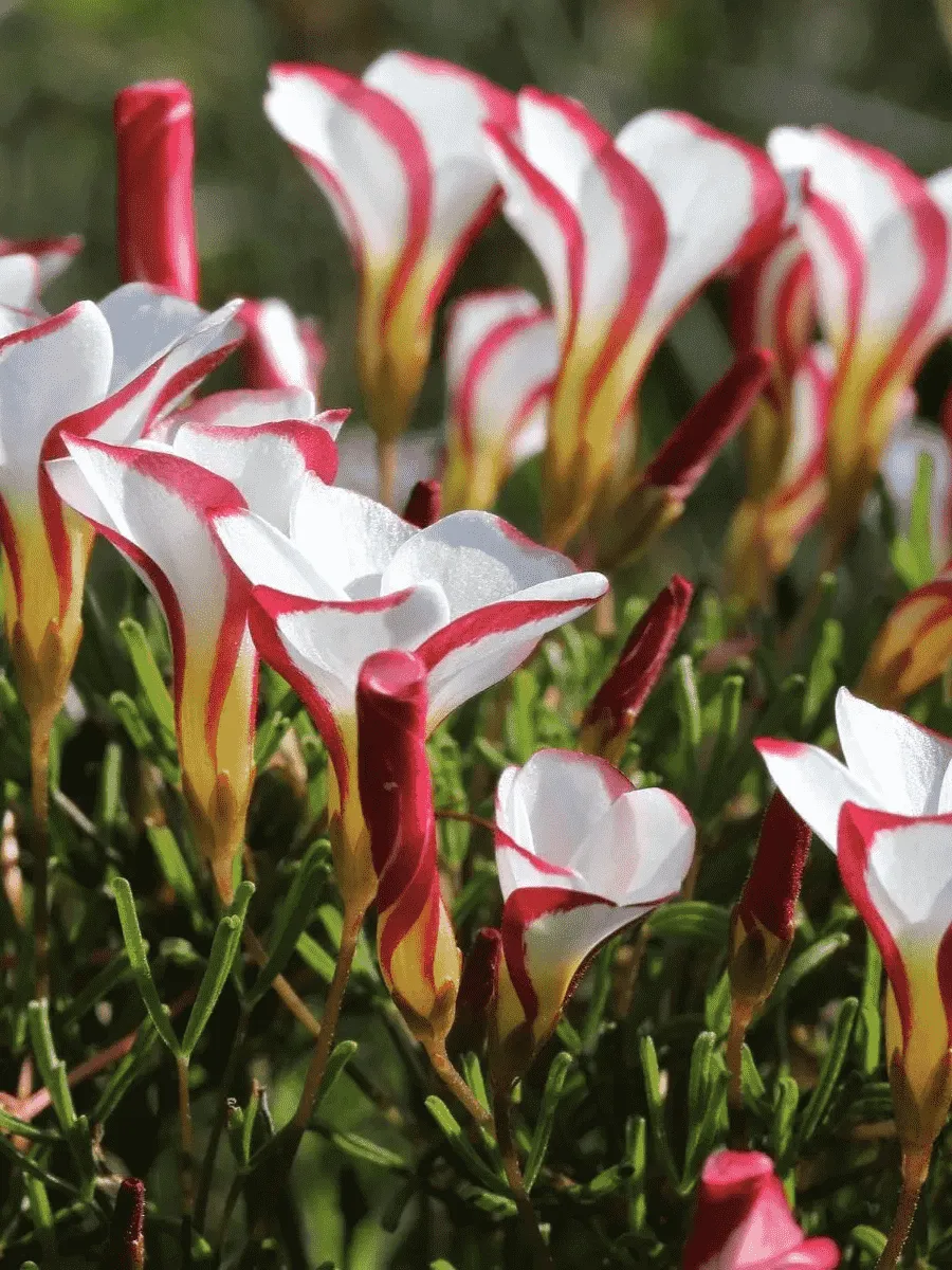 Кислица Versicolor