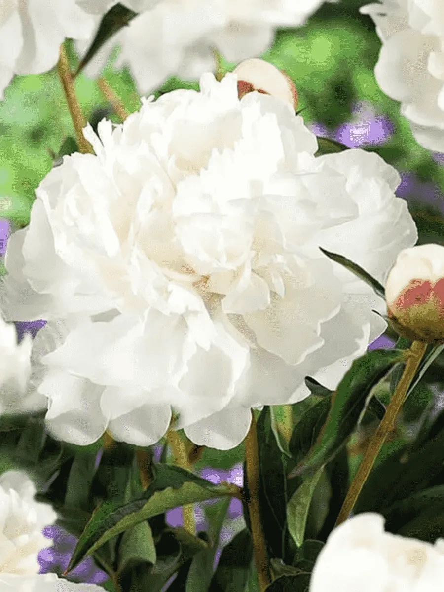 Пион Молочноцветковый White Towers