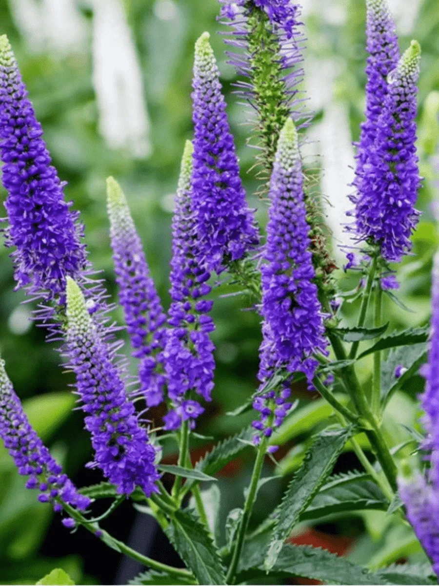 Вероника длиннолистная First Glory