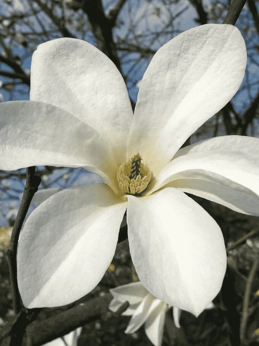 Магнолия Кобус