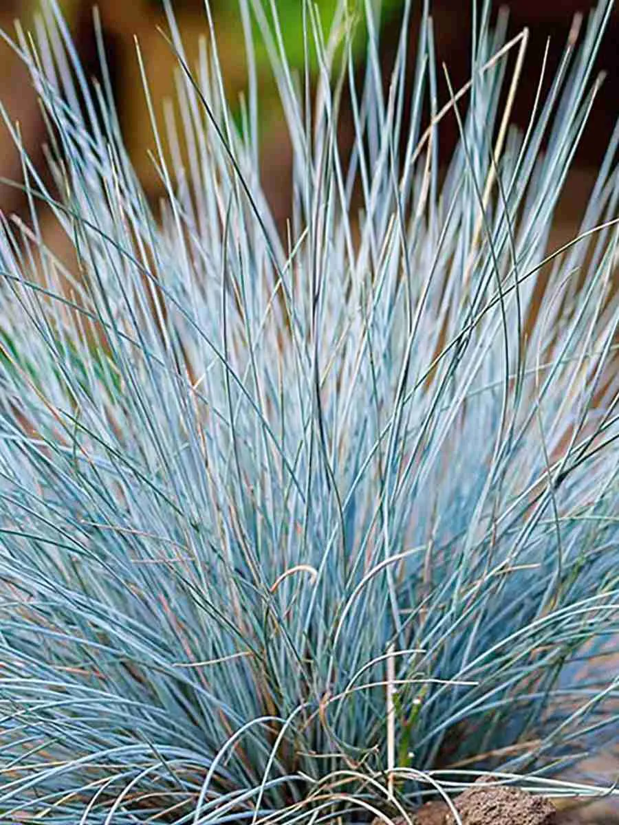 Овсяница сизая Blue Select