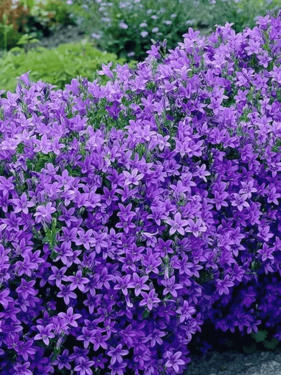 Колокольчик Портеншлага Dome Blue