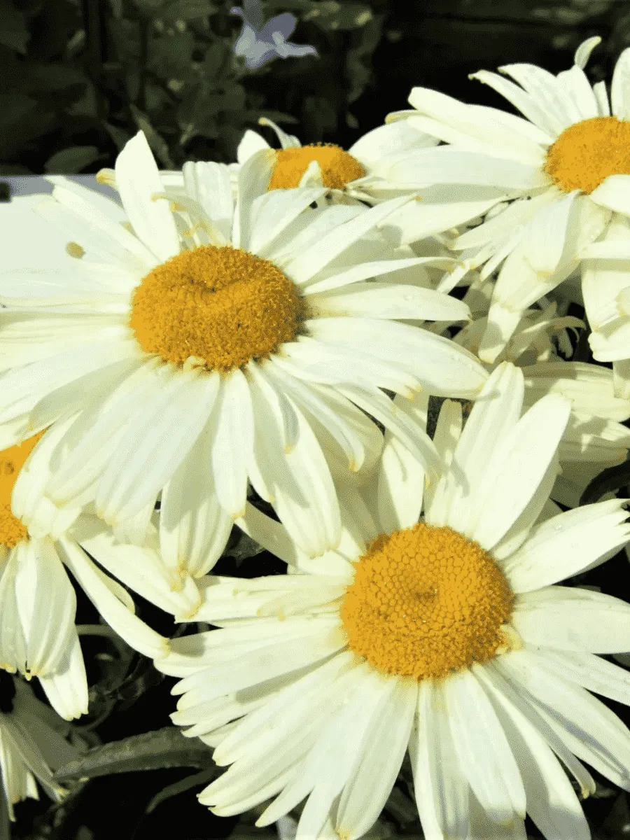 Нивяник наибольший  Ooh La Lacrème