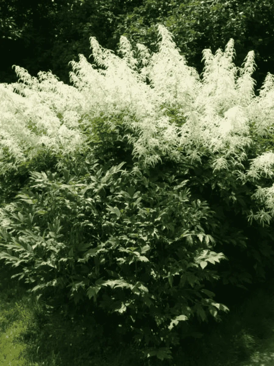 Волжанка двудомная