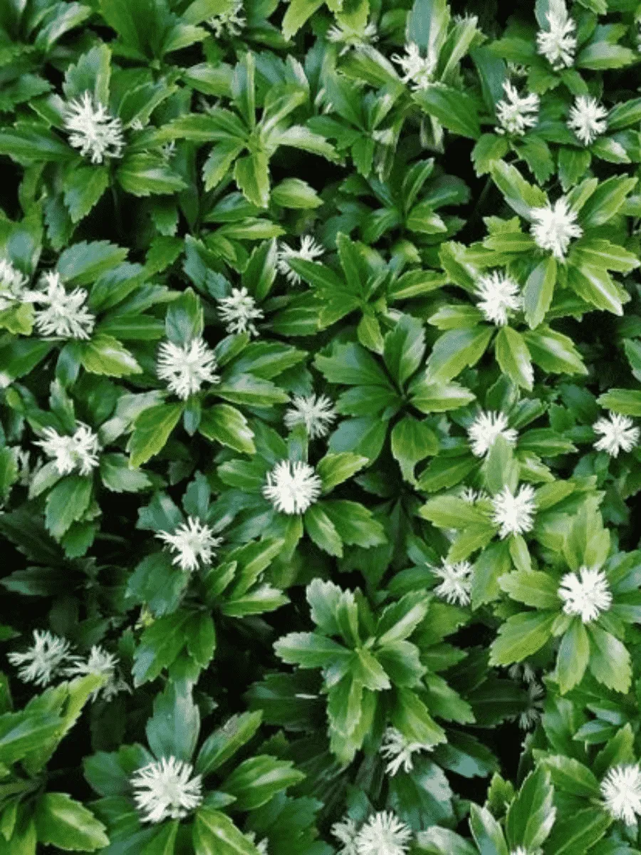 Пахизандра