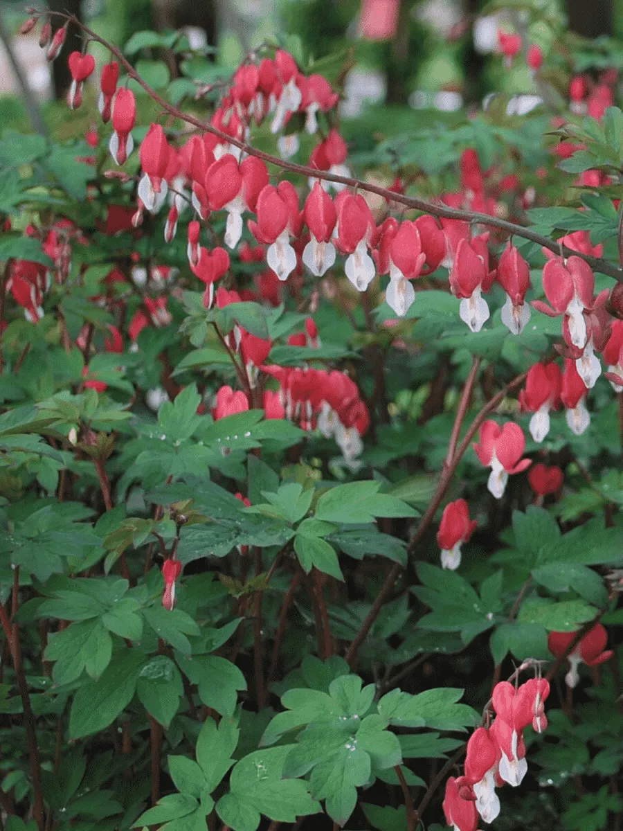 Дицентра гибридная Valentine