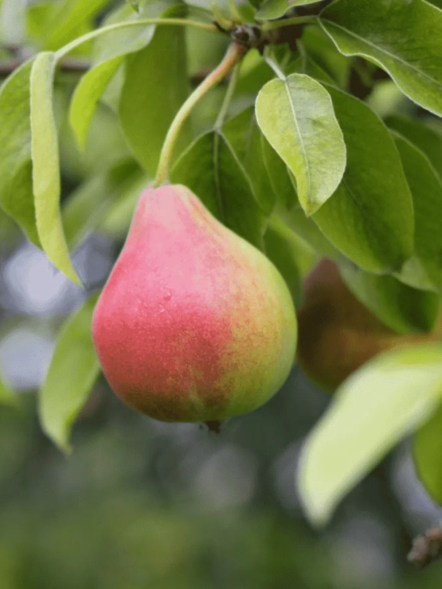 Груша Татьяна