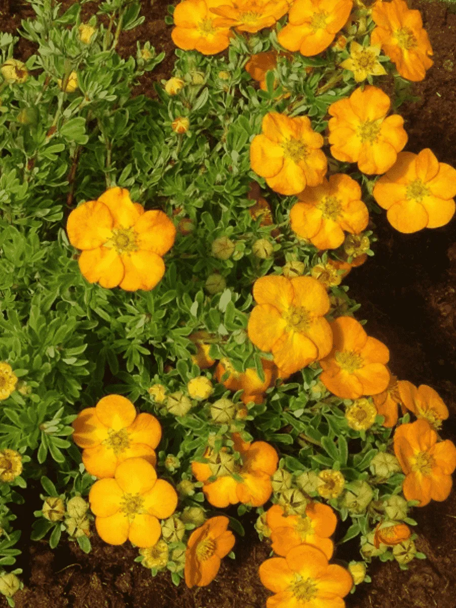 Лапчатка кустарниковая Bella Sol