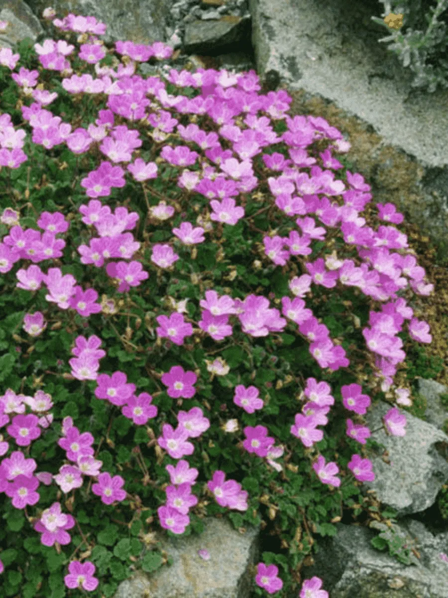 Аистник изменчивый Bishop's Rose