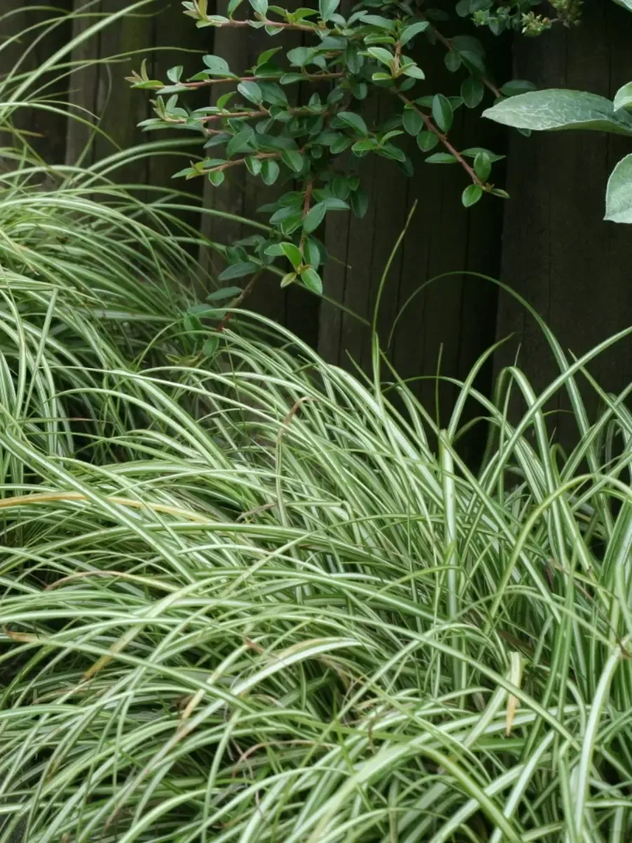 Осока Морроу Variegata