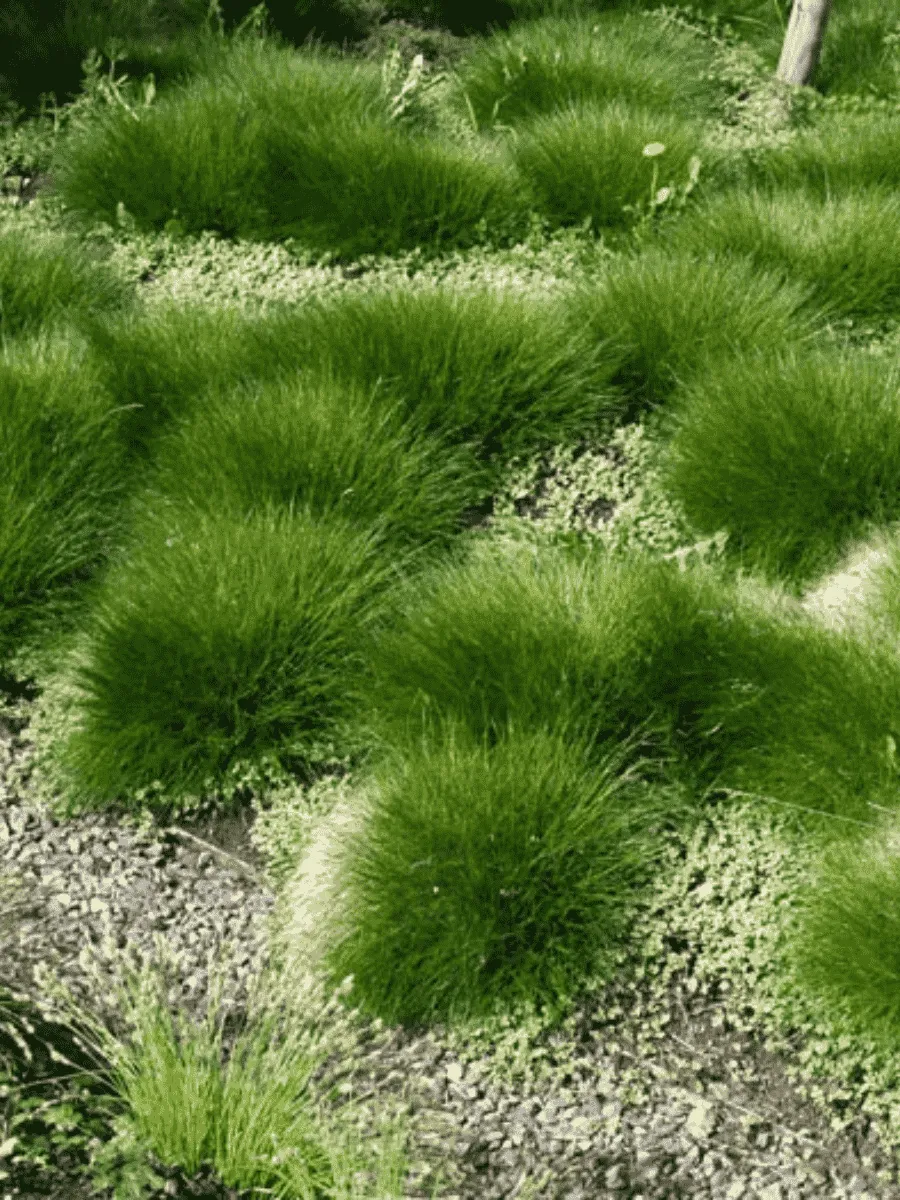 Овсяница Гаутера