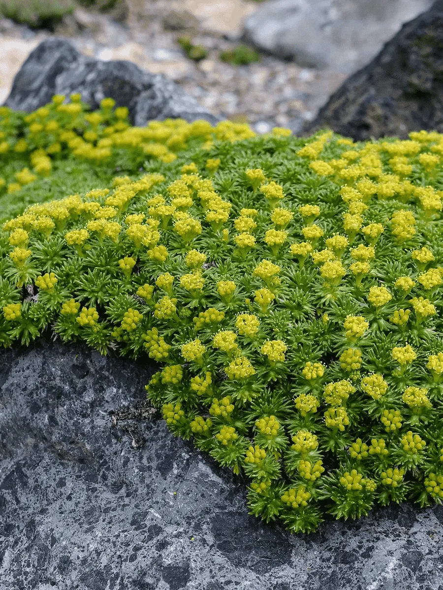 Азорелла трехвильчатая