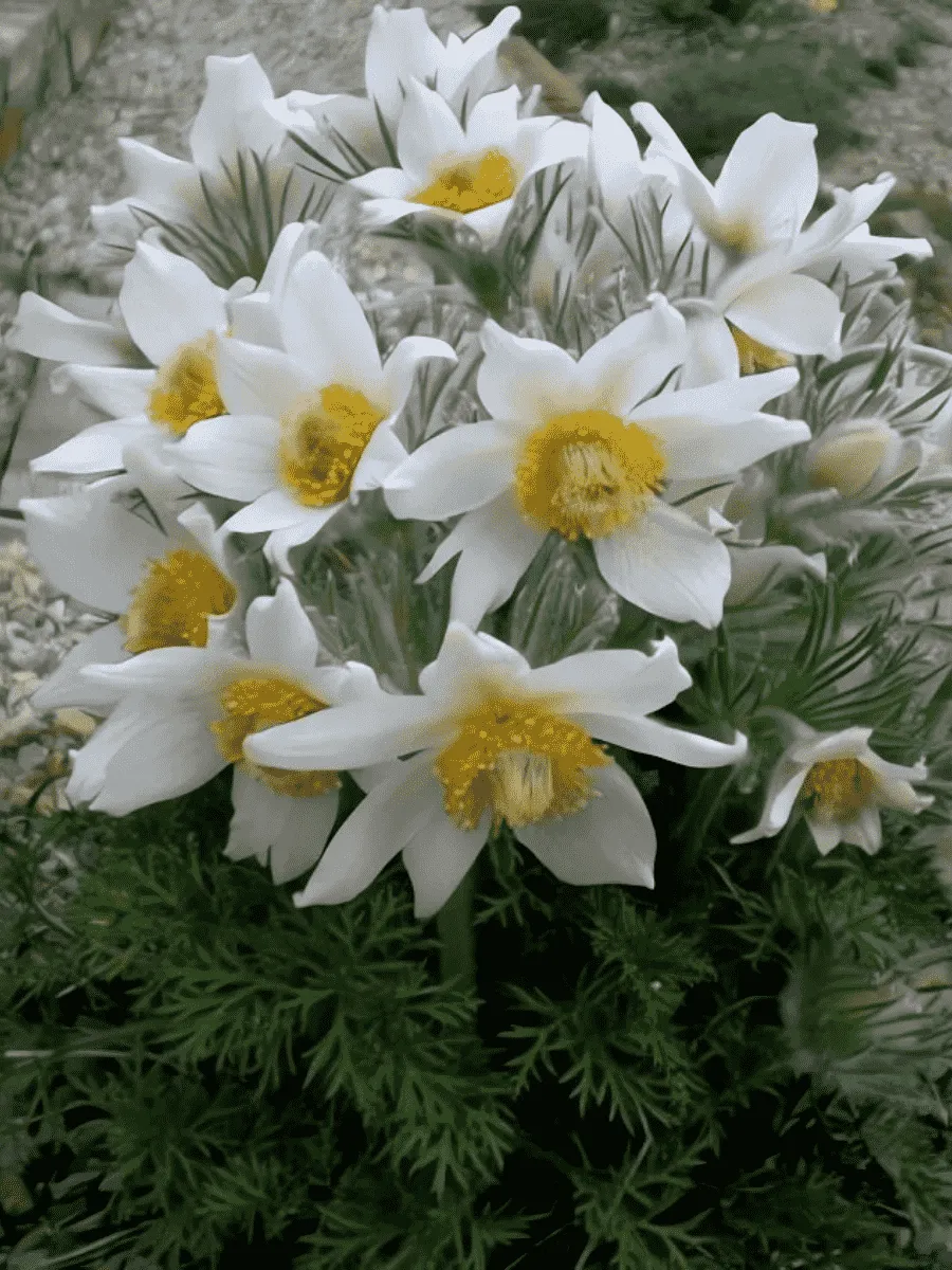 Прострел обыкновенный White Swan