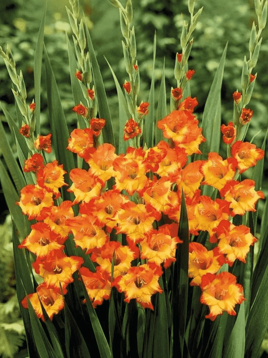 Гладиолус Princess Margret Rose