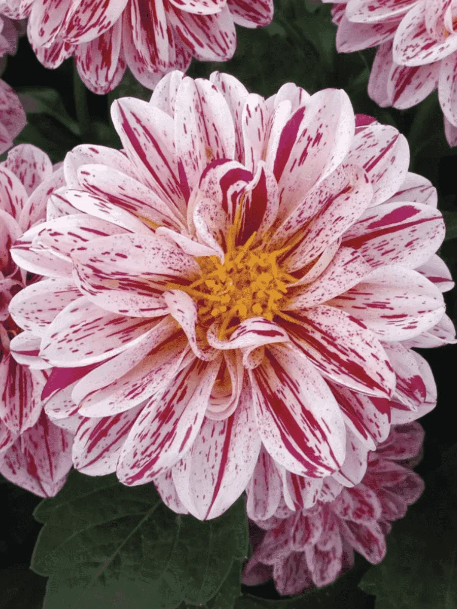 Георгин Dahlietta Select Paula