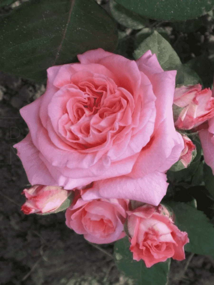 Роза кустовая Mamie Dittiere