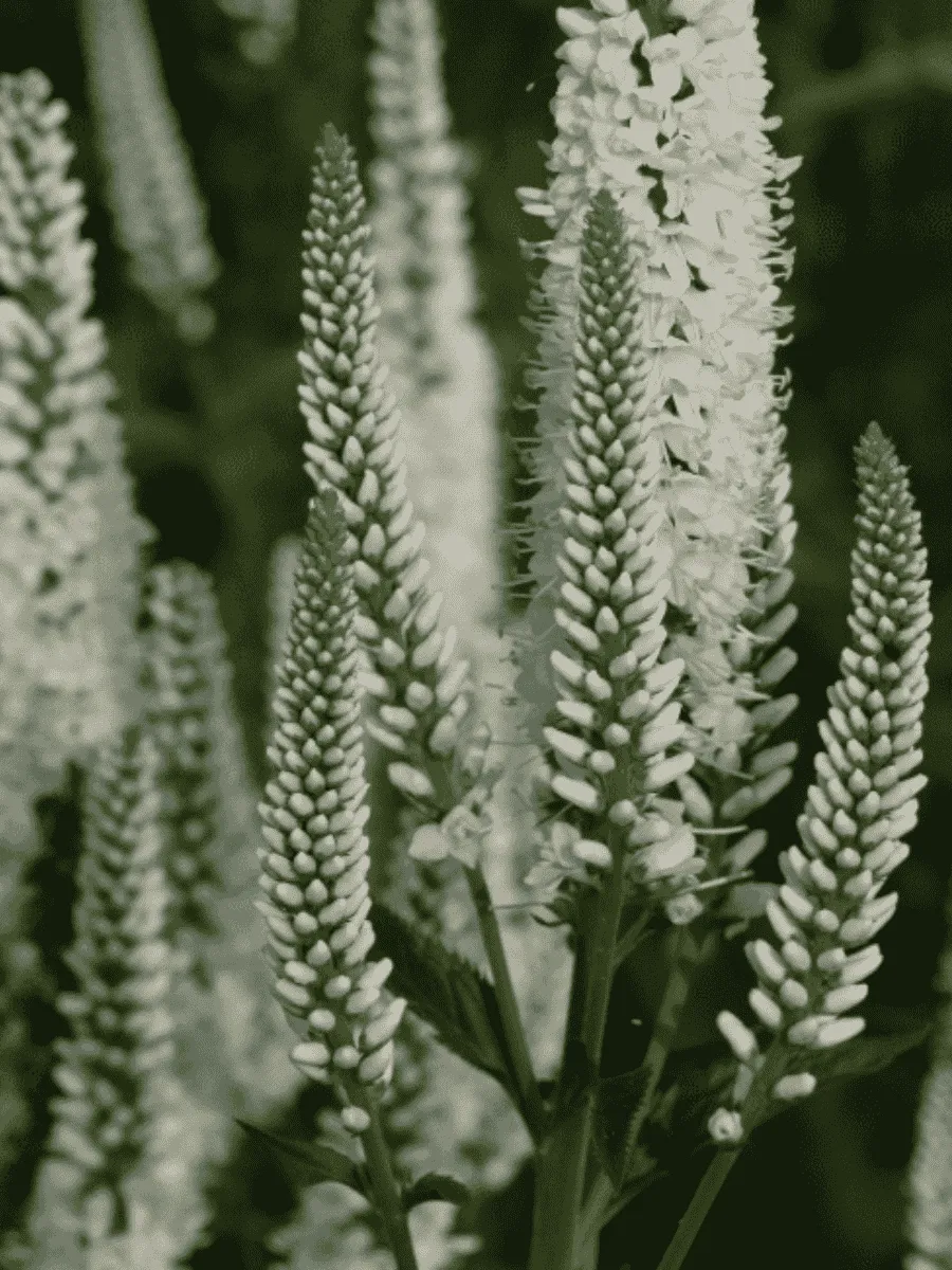 Вероника длиннолистная Schneeriesin