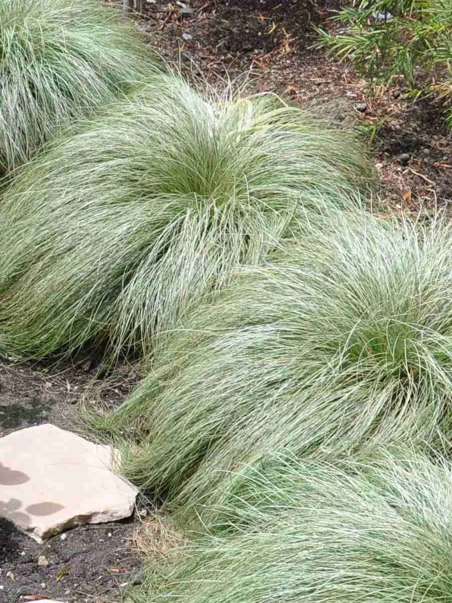 Осока власовидная Frosted Curls