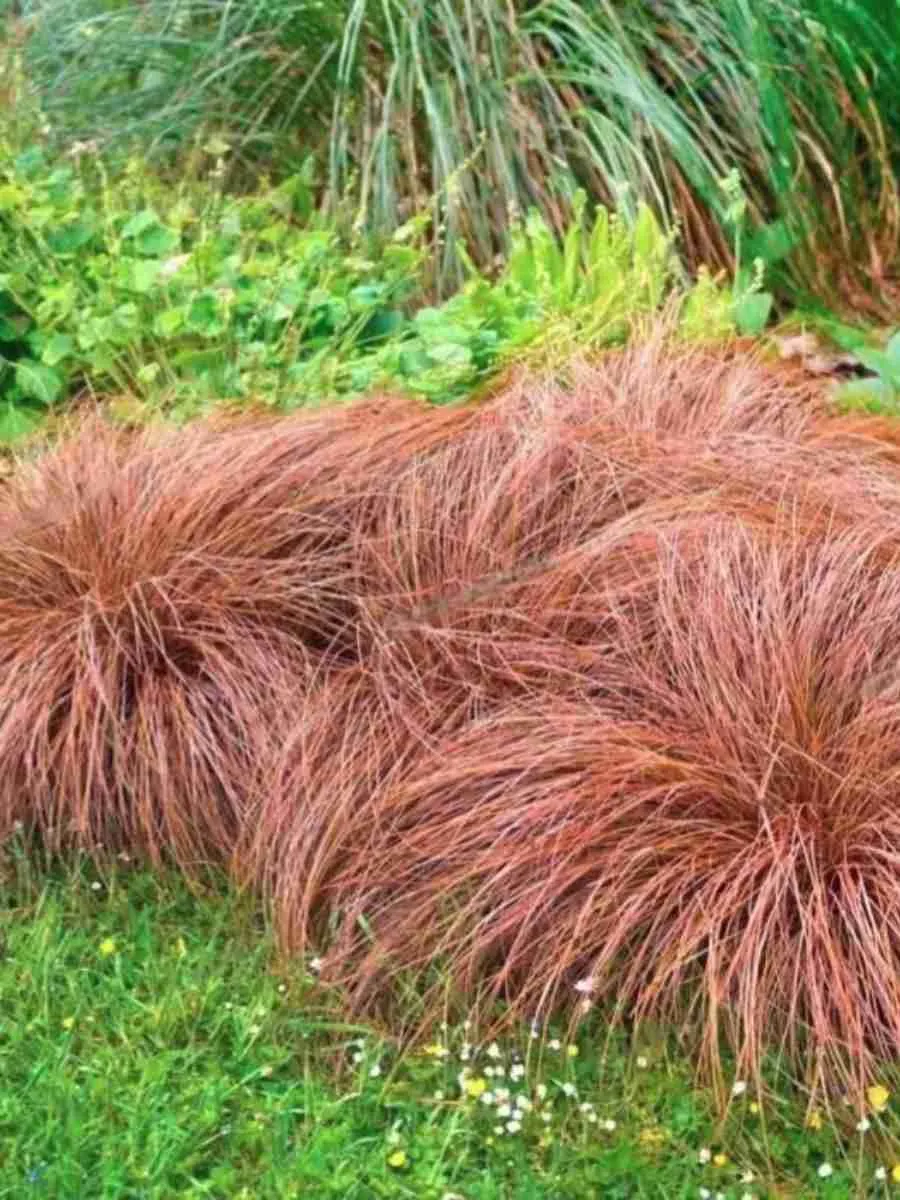 Осока власовидная Bronze