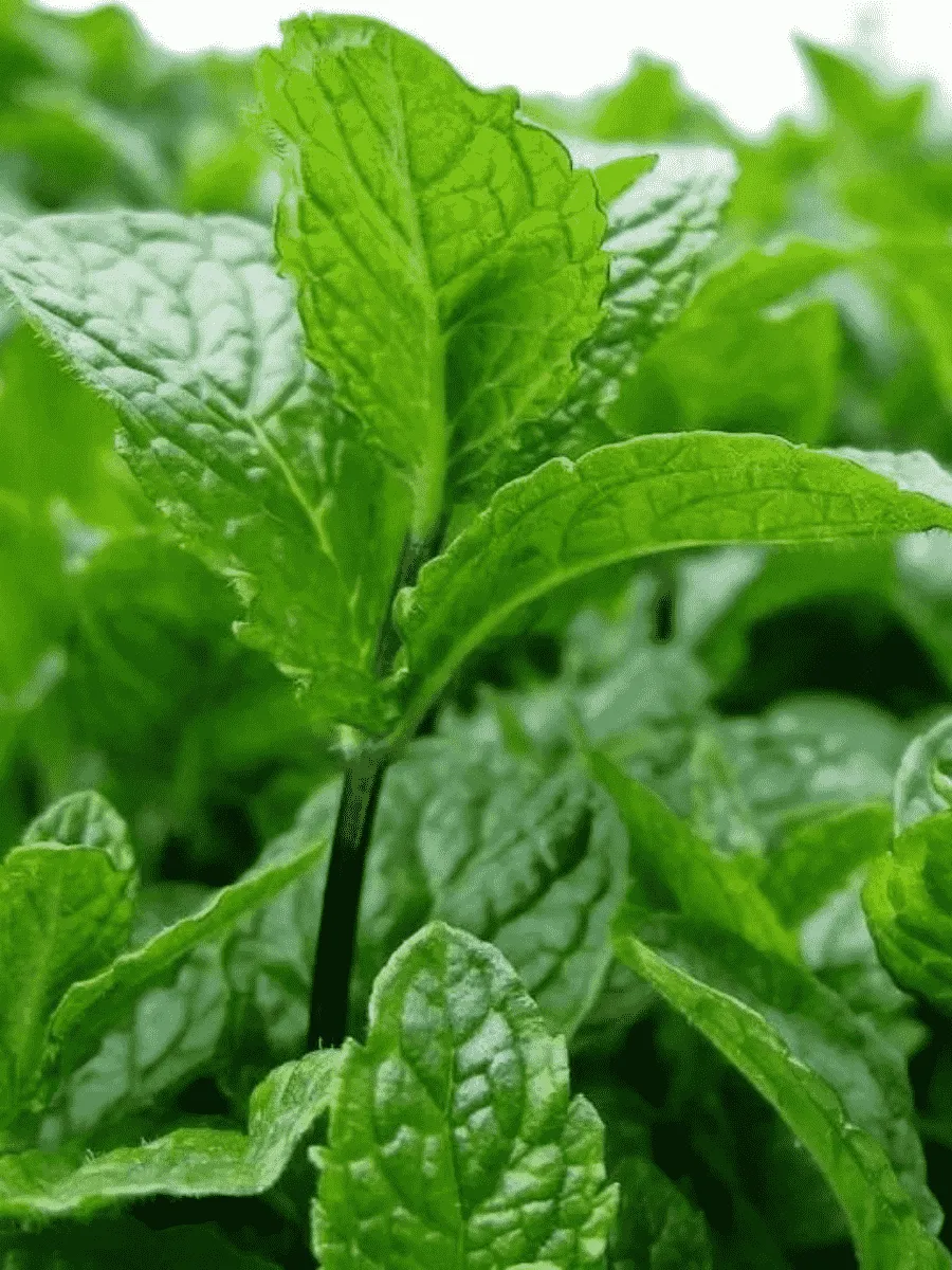 Мята колосистая Tashkent