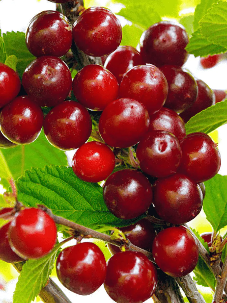 Вишня войлочная Царевна